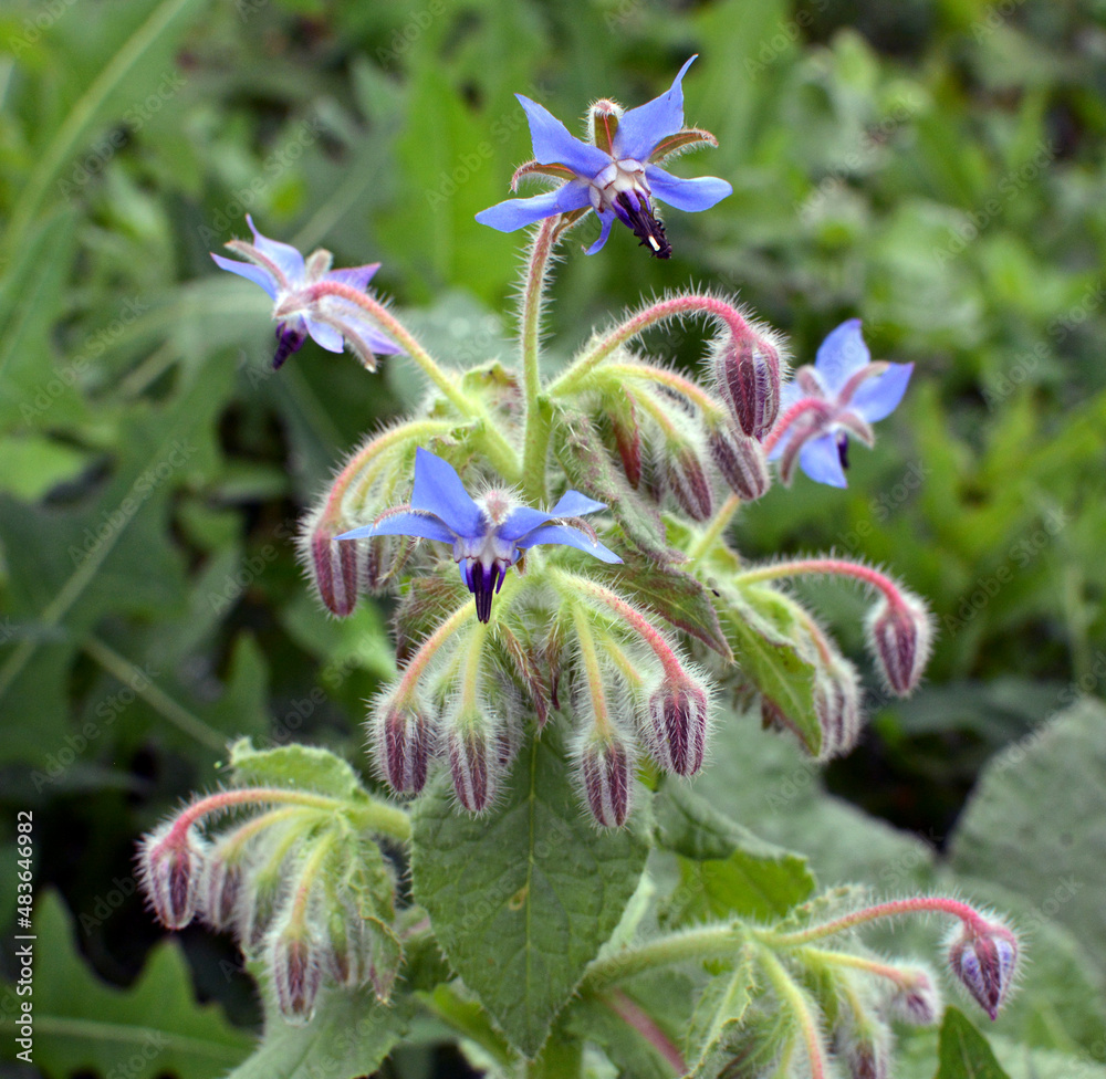 Borage (Borago officinalis) grows in nature Borage (Borago officinalis) grows in nature