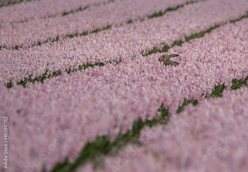 bulb fields in Holland