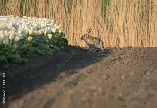 bulb fields in Holland