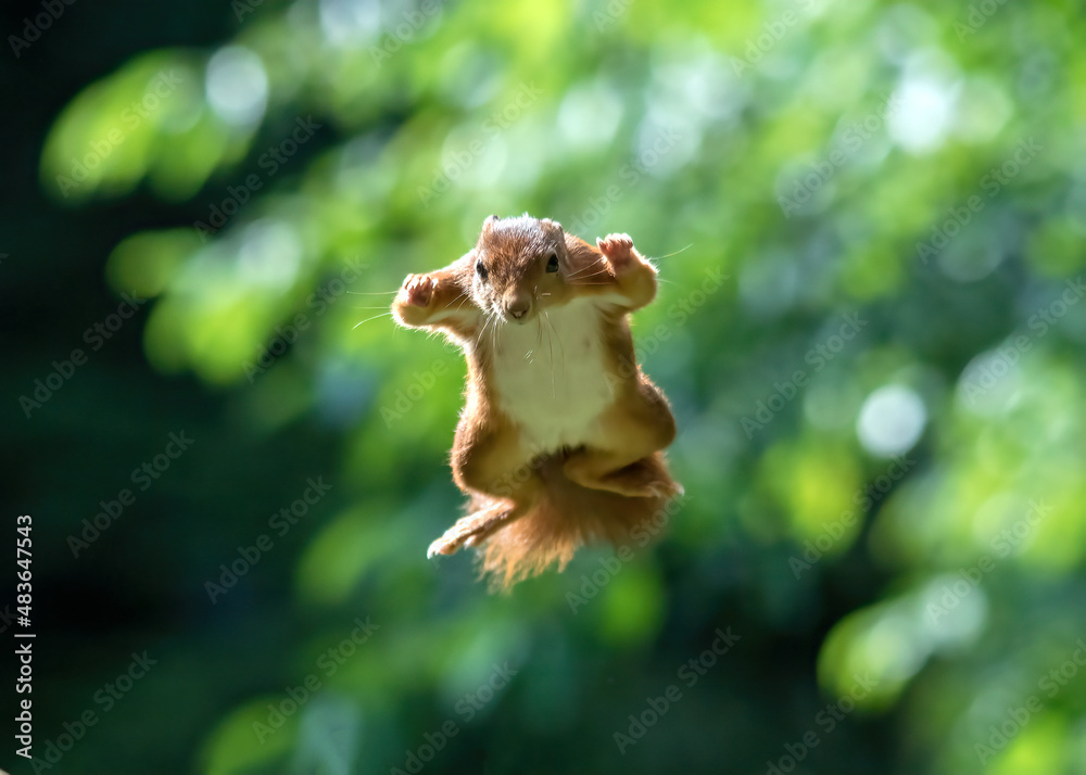 Obraz premium squirrels in the woods