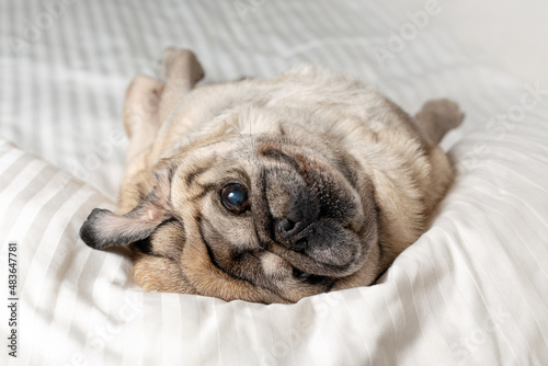 Portrait of a senior beige pug lying in the bedroom on white bedding. 