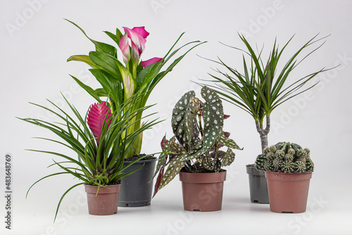 The modern composition of the home garden filled many beautiful plants  cacti  succulents  air plants in different design pots. Stylish botanical interior. . Home garden concept. Template.