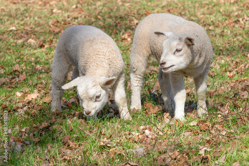 Two newborn lambs enjoy the green grass together. photo