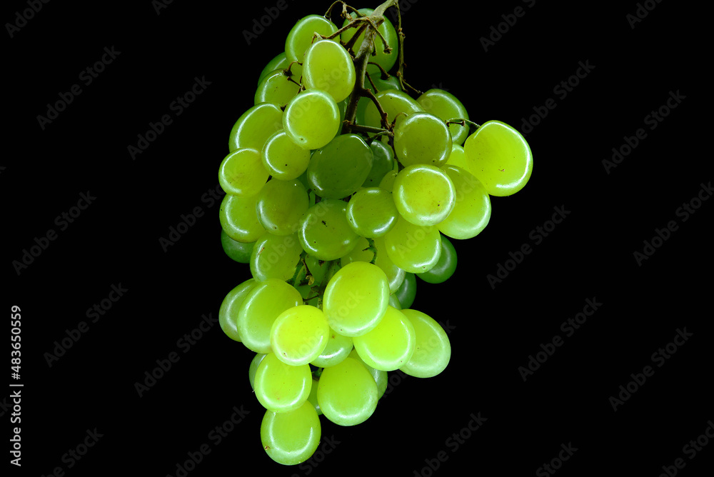 zielone winogrono na czarnym tle. wino, śpiew i młodość oraz witalność i miłość w jednym owocu. witaminy w jednym słowie kiść winogron.  - obrazy, fototapety, plakaty 