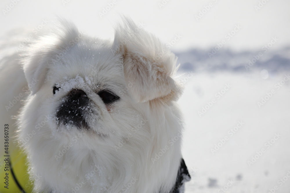 雪の中で立ち止まる白いペキニーズ 雪の中で立ち止まる白いペキニーズ