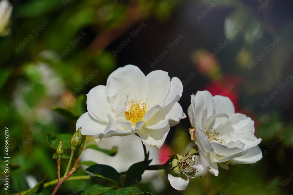 Beautiful garden rose flower and green leaf Beautiful garden rose flower and green leaf