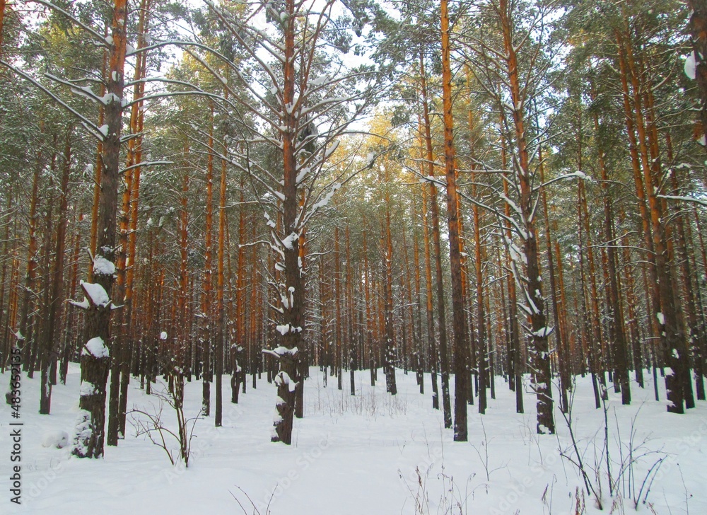 Fototapeta premium forest in winter