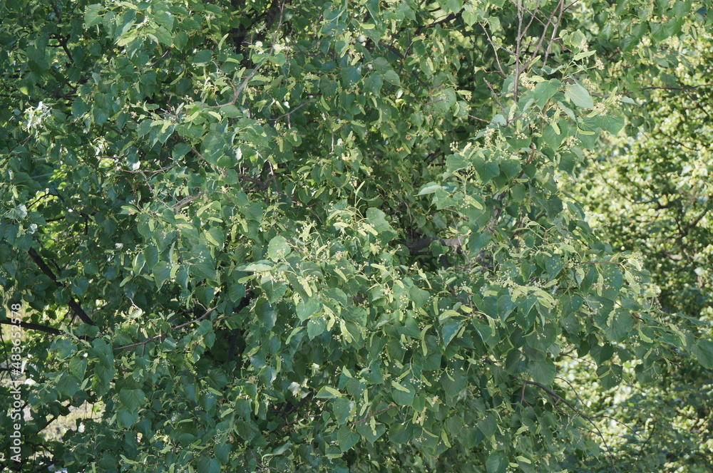 green moss background