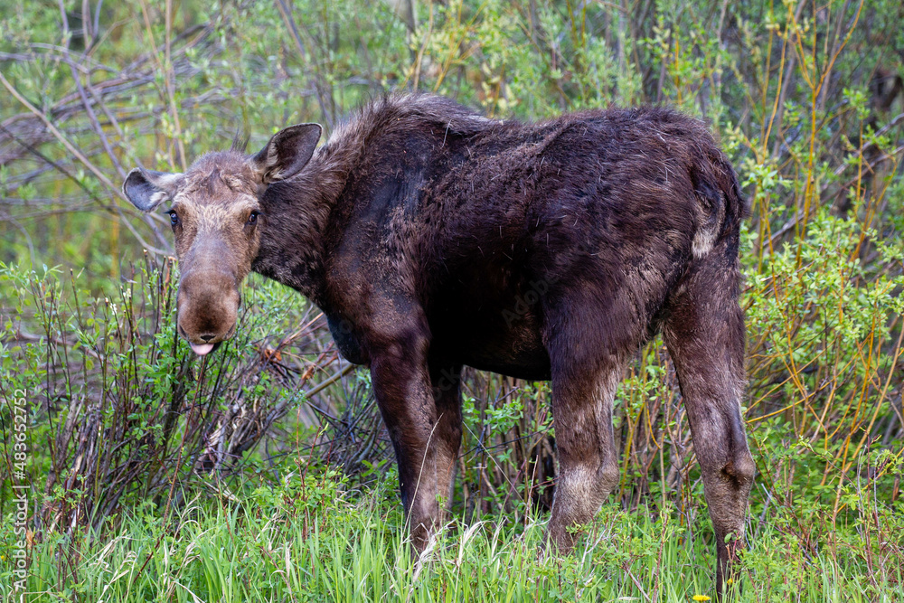 Female Moose (Alces alces) eating in Wilson, Jackson Hole, Wyoming in late May Female Moose (Alces alces) eating in Wilson, Jackson Hole, Wyoming in late May