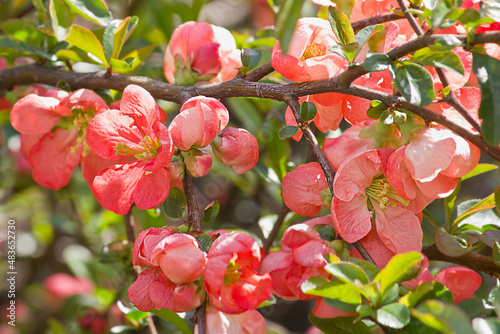 branch with red flowers of japanese quince close up