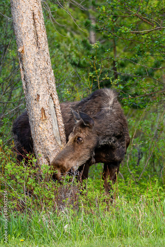 Female Moose (Alces alces) eating in Wilson, Jackson Hole, Wyoming in late May