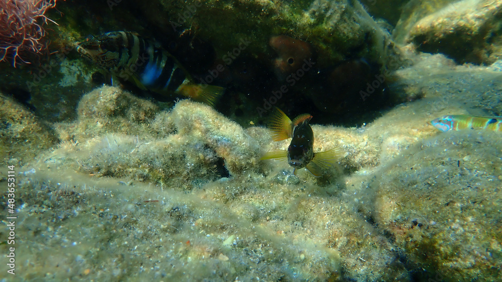 Painted comber (Serranus scriba) undersea, Aegean Sea, Greece, Syros island Painted comber (Serranus scriba) undersea, Aegean Sea, Greece, Syros island