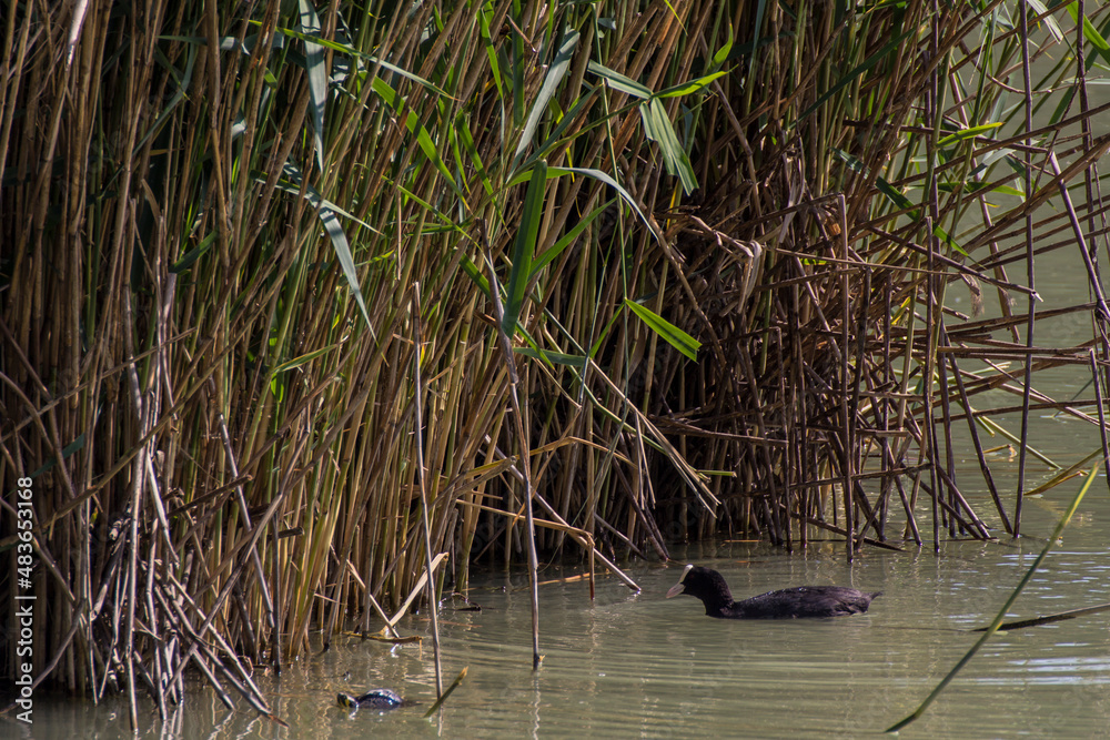 Fototapeta premium Walking in the city park and looking animals and plants