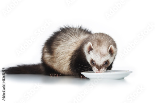 cute ferret eats from a white plate