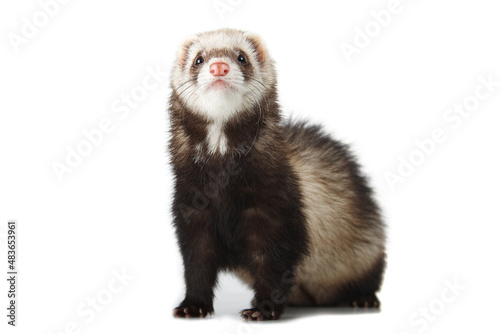 cute ferret isolated on white background photo