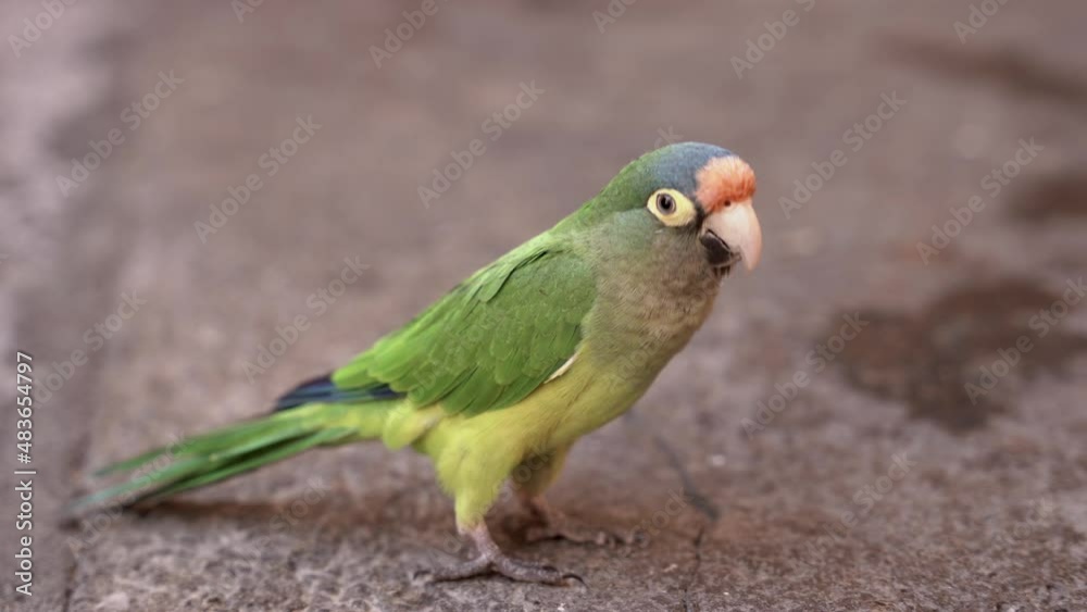 Green parrot walking on the floor Green parrot walking on the floor