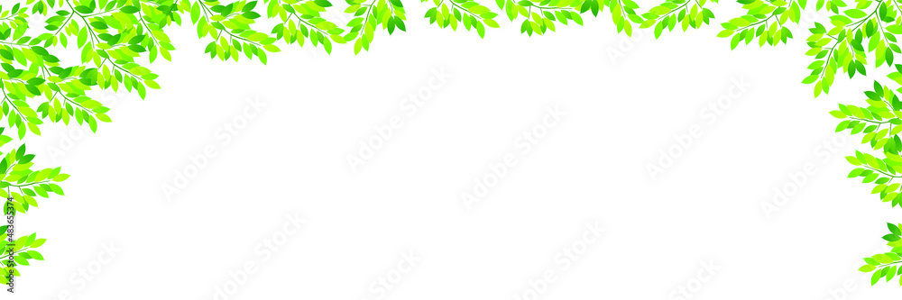 新緑 葉 風景 背景
新緑 葉 風景 背景