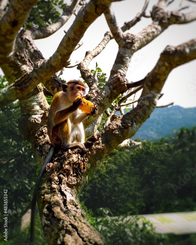 squirrel on tree