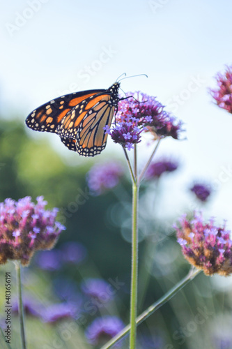 Monarch Butterfly in Botanical Gardens