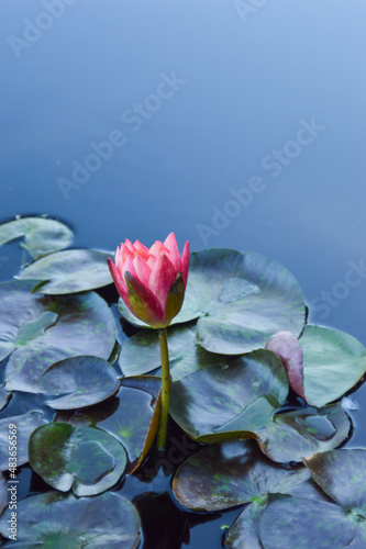 Denver Water Lily