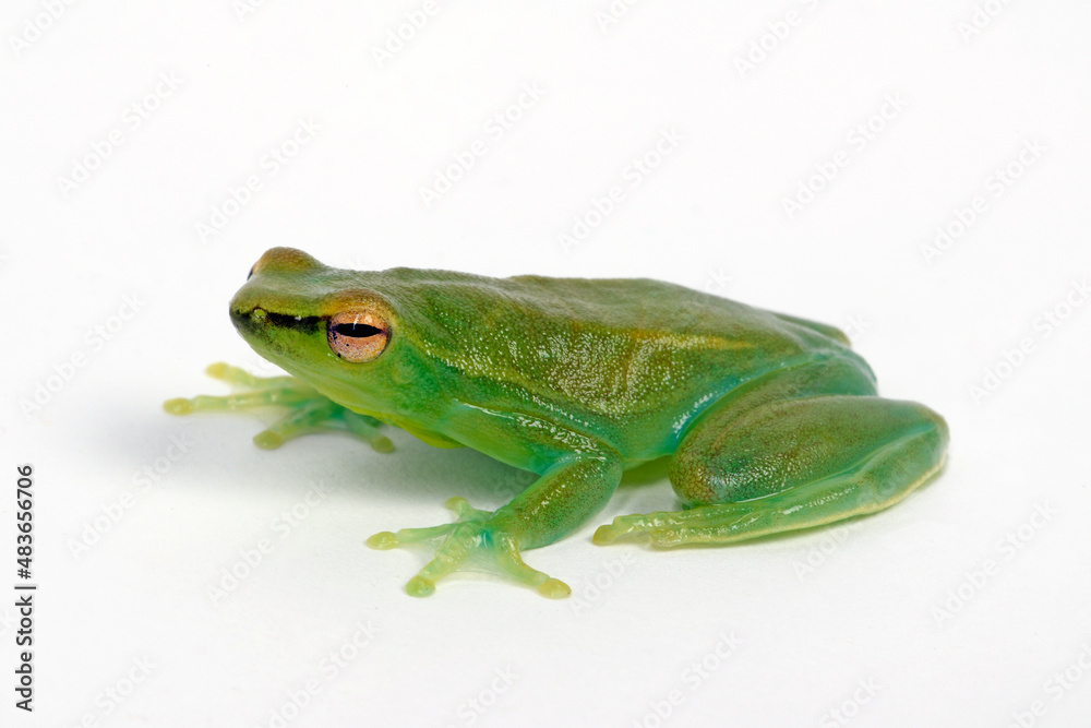 Orinoco lime treefrog, greater hatchet-faced treefrog // Giftgrüner Beilnasen Frosch (Sphaenorhynchus lacteus) Orinoco lime treefrog, greater hatchet-faced treefrog // Giftgrüner Beilnasen Frosch (Sphaenorhynchus lacteus)
