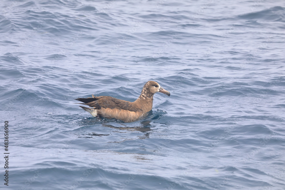 【北海道】羅臼沖のクロアシアホウドリ 【北海道】羅臼沖のクロアシアホウドリ