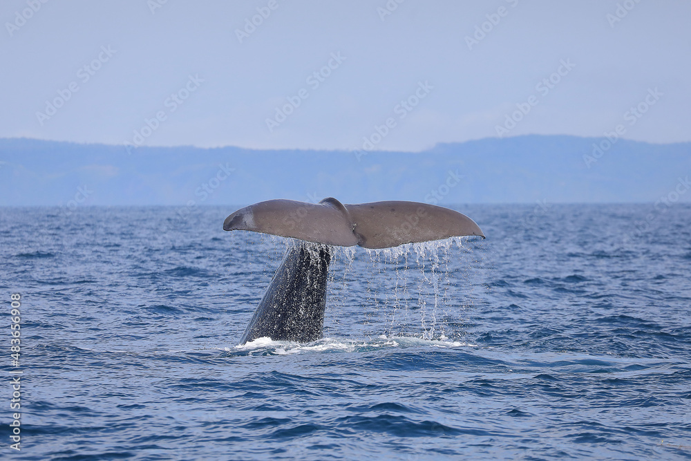 Naklejka premium 【北海道】羅臼沖のマッコウクジラ