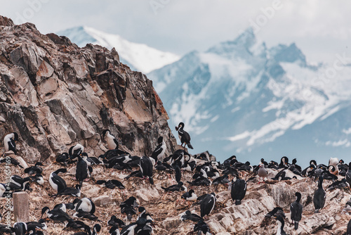 Nido de cormoranes en la isla de los lobos photo
