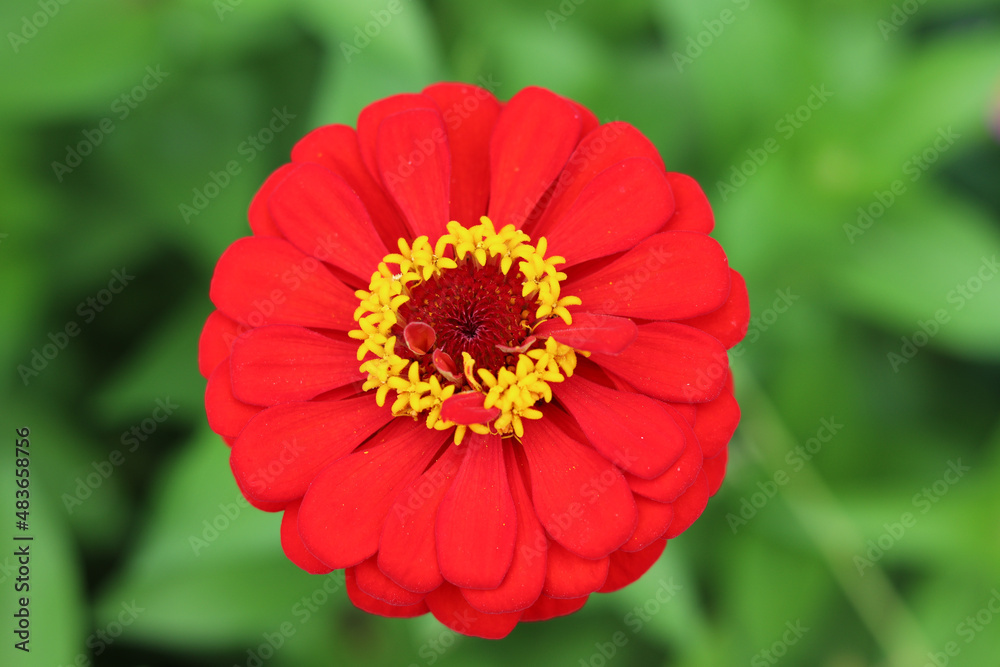 Gorgeous, red zinnia highlighted by a circular pattern of bright yellow florets. Gorgeous, red zinnia highlighted by a circular pattern of bright yellow florets.