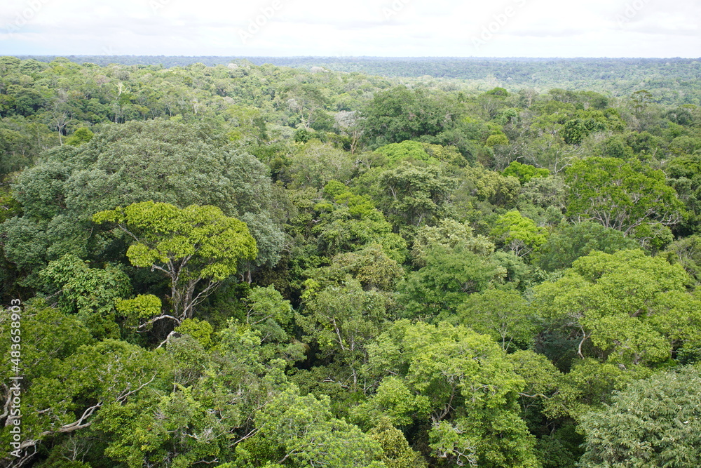Natural beauty, Floresta Amazonica, which definitely needs to be preserved. View from the tower of the Musa botanical garden. Manaus, Brazil.