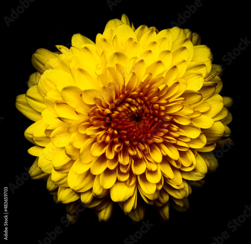A close-up of a stunning, yellow, single mum with a burgundy center and a black background.