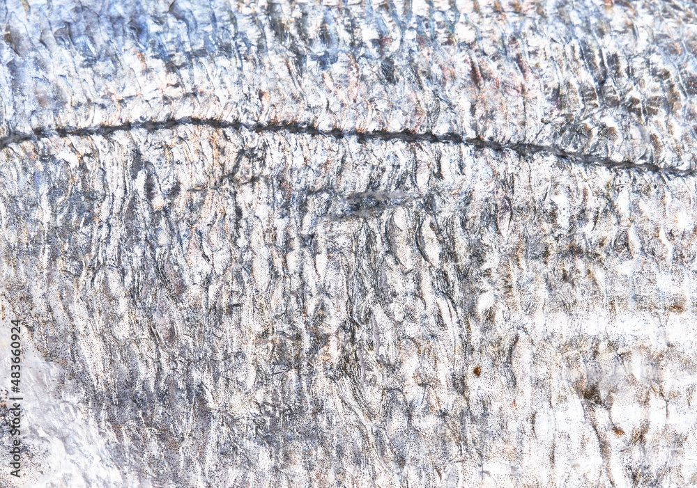 Gray peel of fish texture Gray peel of fish texture