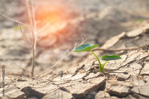 Close up young plant growing up on desolate land.New life concept.Small plants on the crack earth.fresh,seed,Photo fresh and new hopes concept idea.