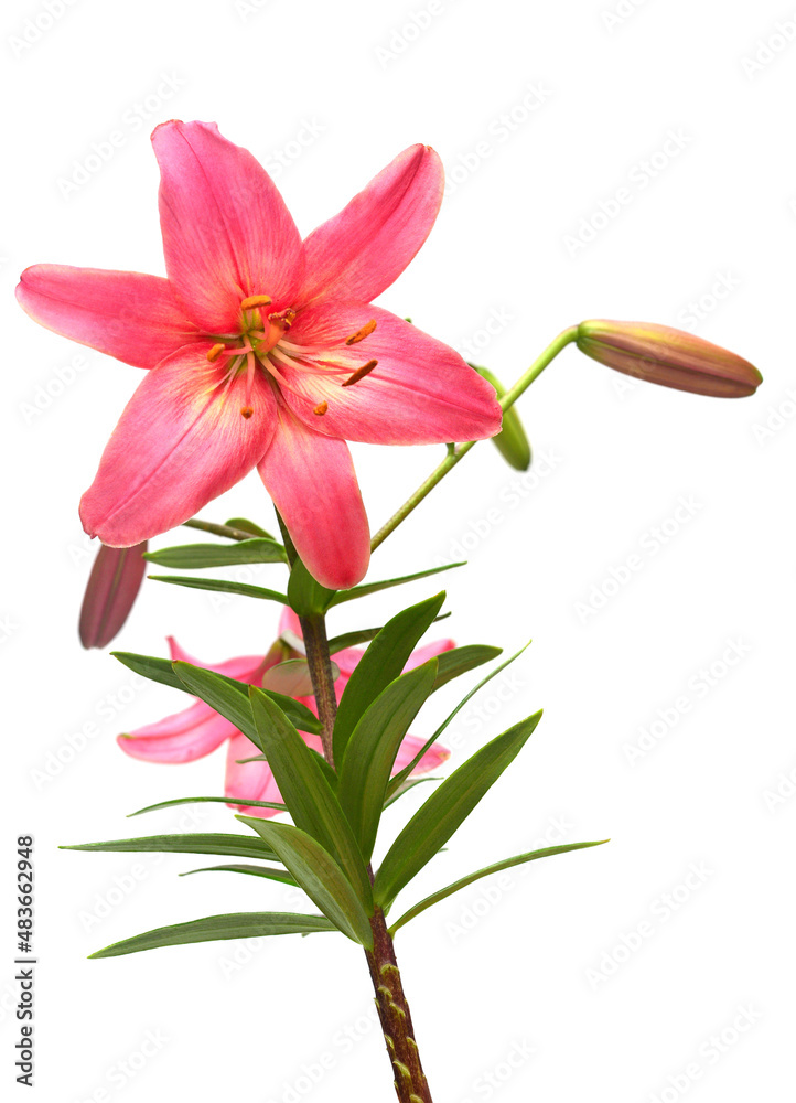 Beautiful pink lily flower isolated on white background