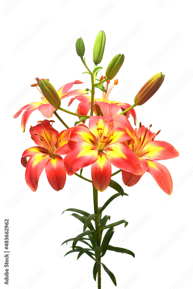 Beautiful bouquet of lily flowers isolated on white background