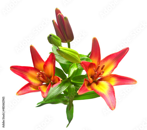 Beautiful bouquet of lily flowers isolated on white background