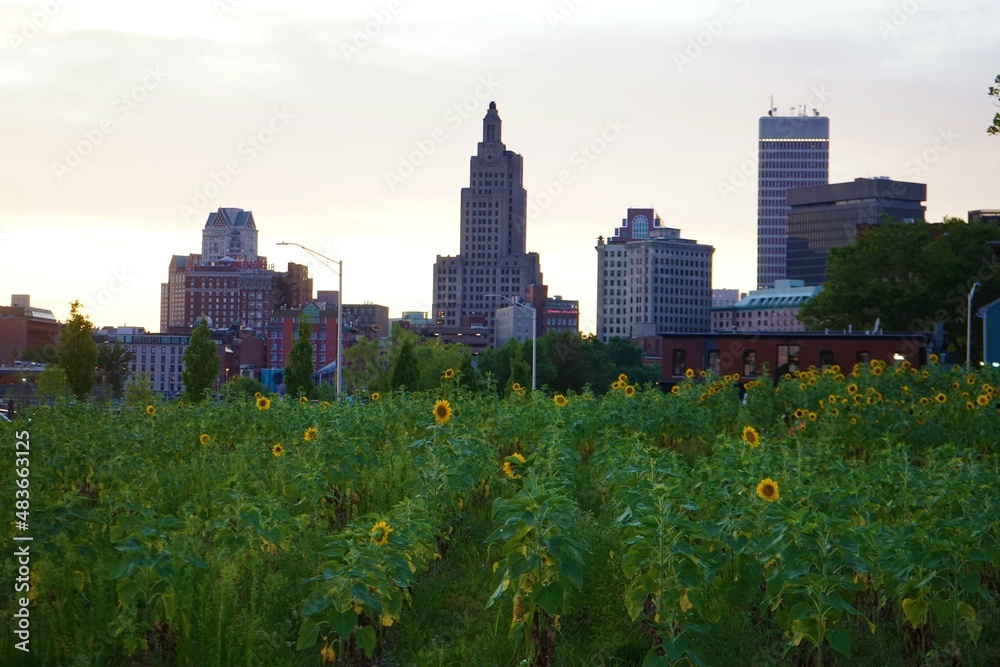 Fototapeta premium Providence Sunflower