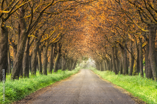 Rows of trees in forest