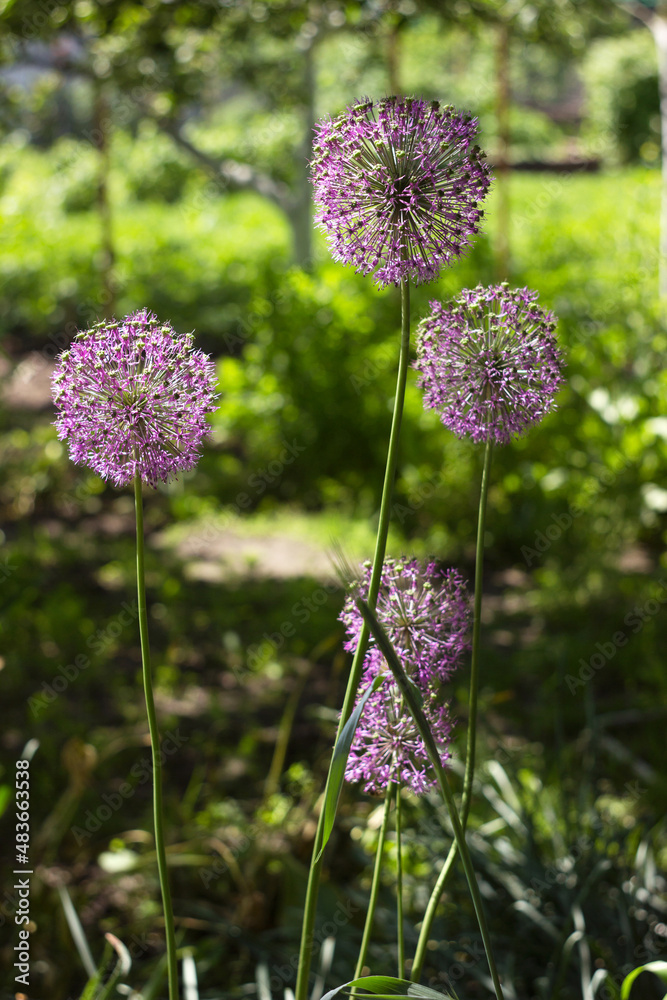 Obraz premium Blooming purple Allium Gladiator flowers, ball-like summer flowers. Background
