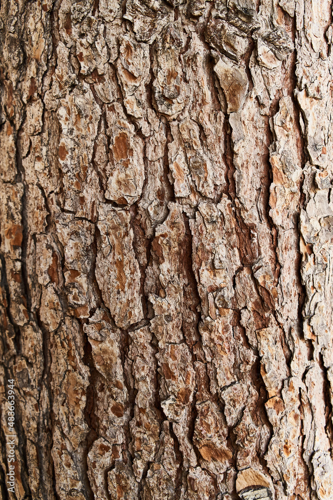 Tree bark texture, natural background Tree bark texture, natural background