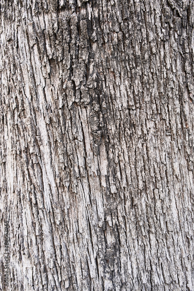 Obraz premium Tree bark texture, natural background