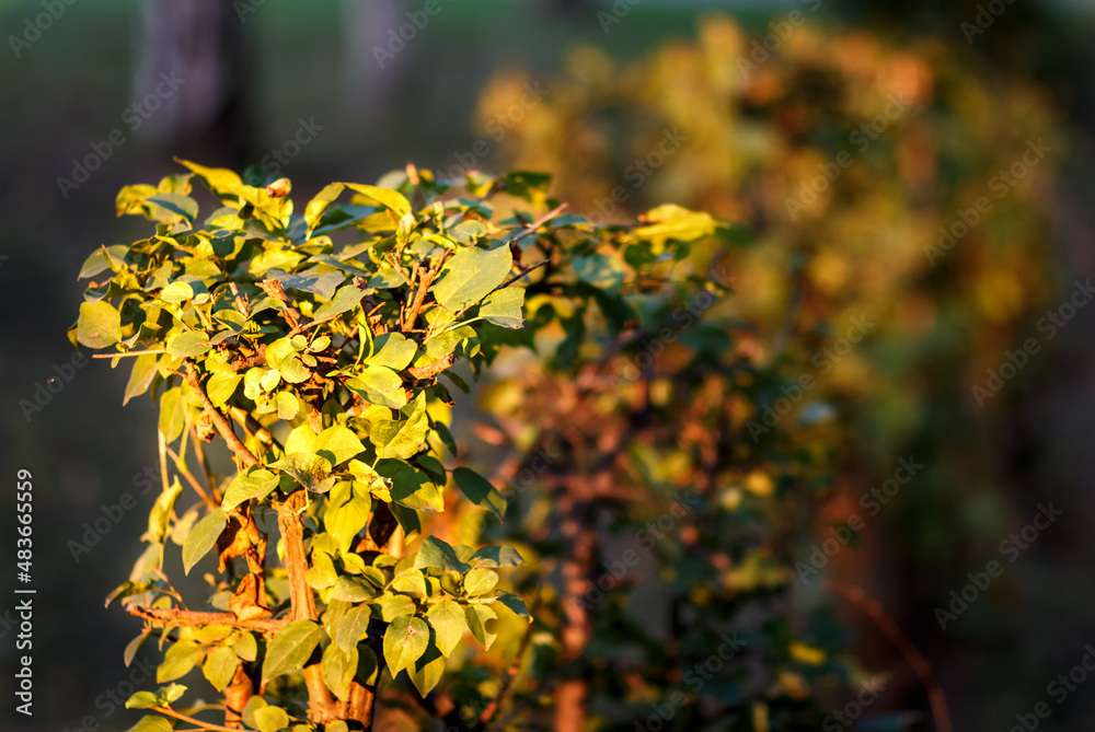 Obraz premium yellow flowers on the tree