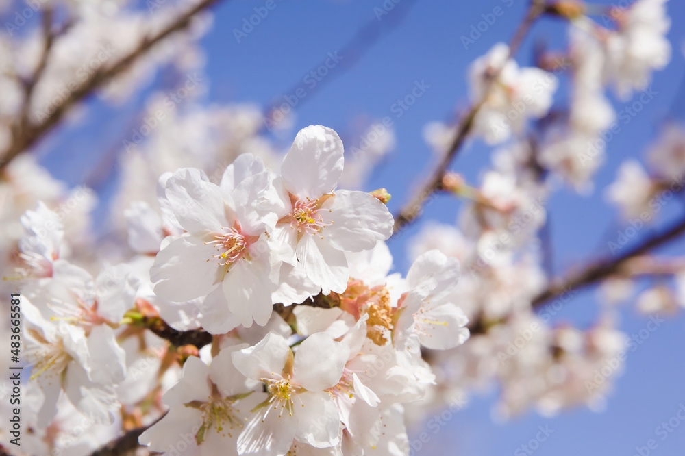 青空を背景に暖流桜のクローズアップ	