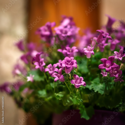 flowers in a pot