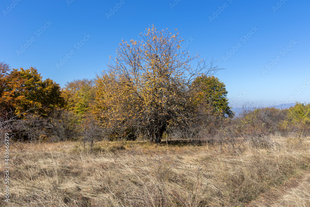 Autumn Landscape of Erul mountain near Golemi peak, Bulgaria Autumn Landscape of Erul mountain near Golemi peak, Bulgaria