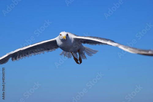 seagull in action