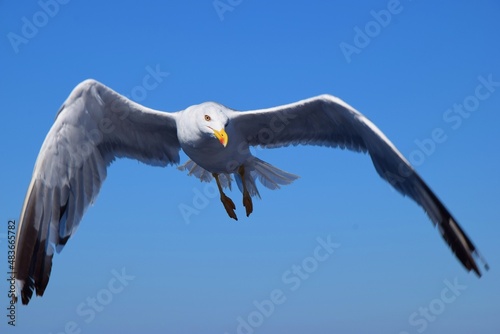 seagull in flight