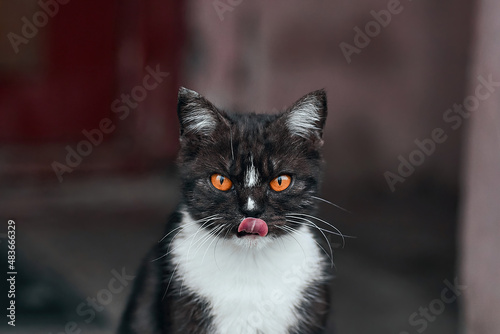 Bicolor cat with orange eyes licks and looks at the camera