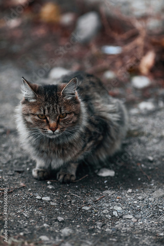 The fluffy cat sits, relaxes and looks at the camera