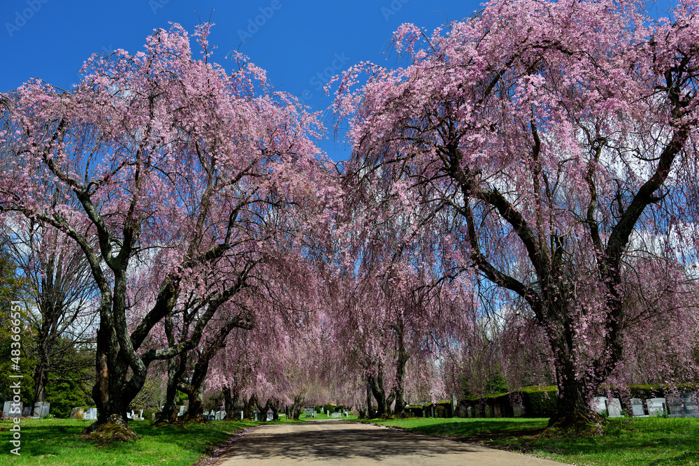 Obraz premium アメリカごく普通の郊外景色、北米田舎風景